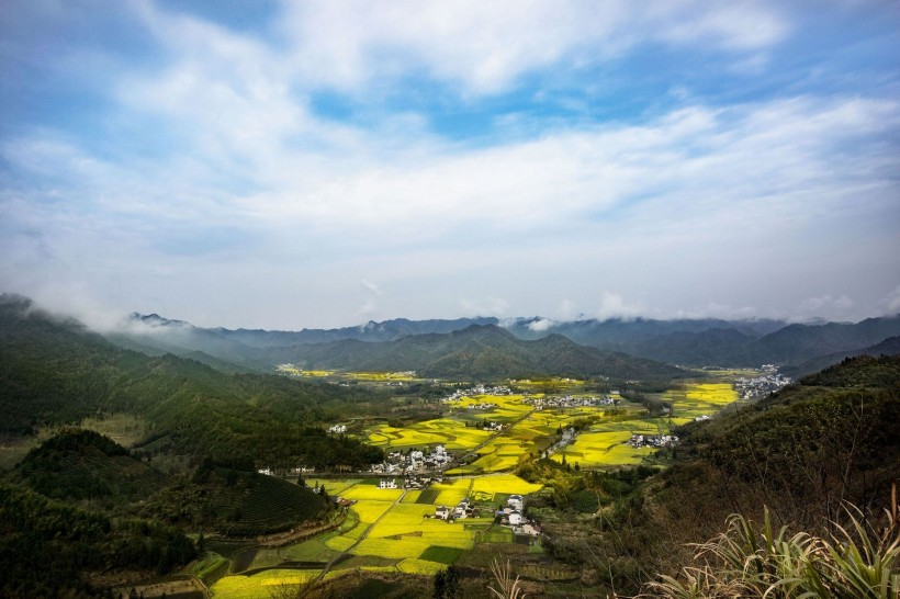 远眺油菜花田图片