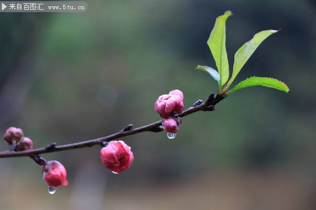 粉色桃花花蕾娇媚迷人