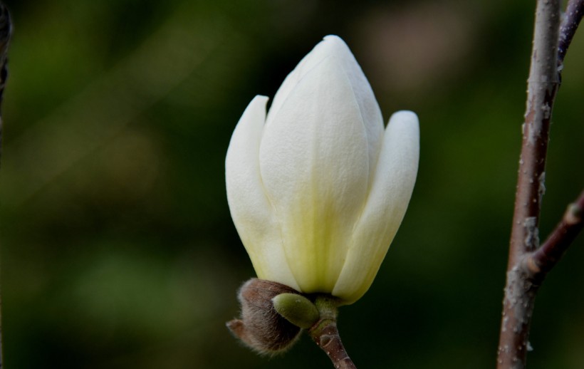 红白玉兰花图片