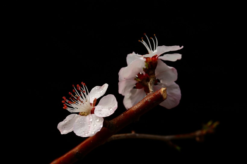 山桃花图片