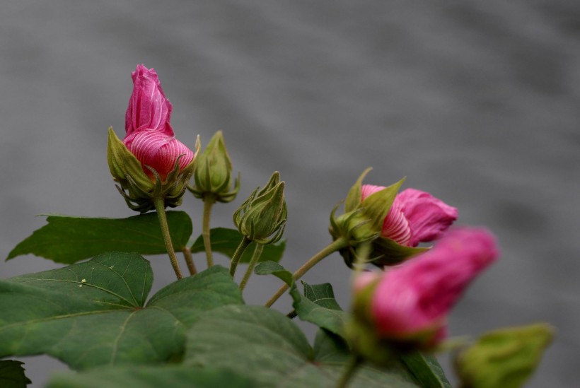 白色和粉色的芙蓉花图片