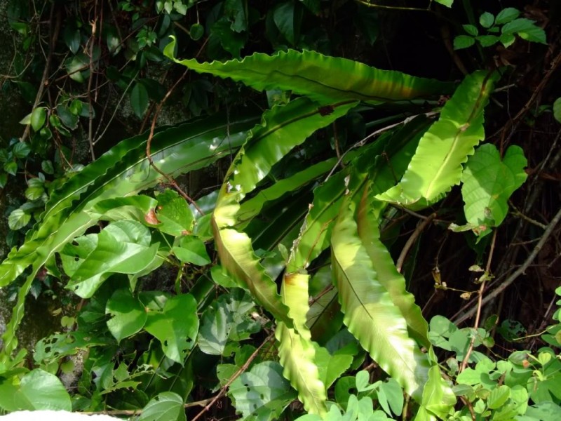 巢蕨植物圖片