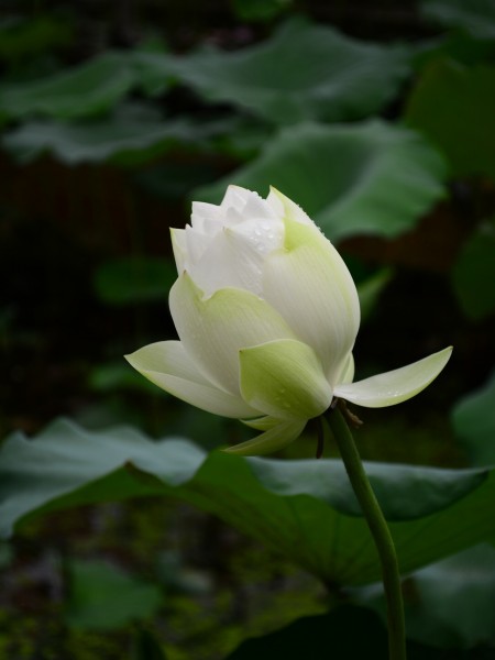 雨后荷花圖片