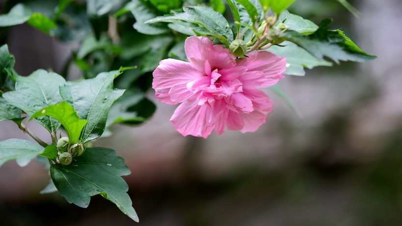 木槿花图片