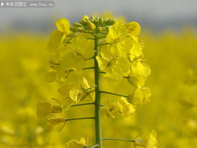 金燦燦的油菜花特寫攝影圖片