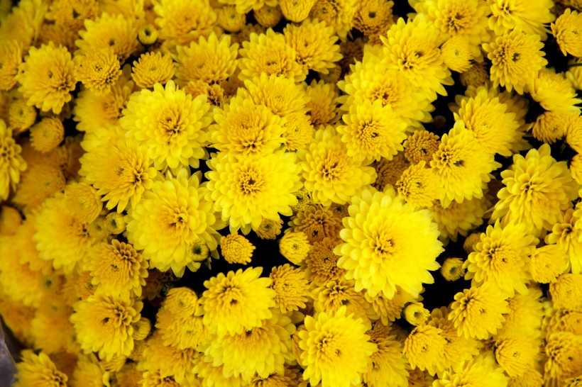 黄灿灿的菊花图片