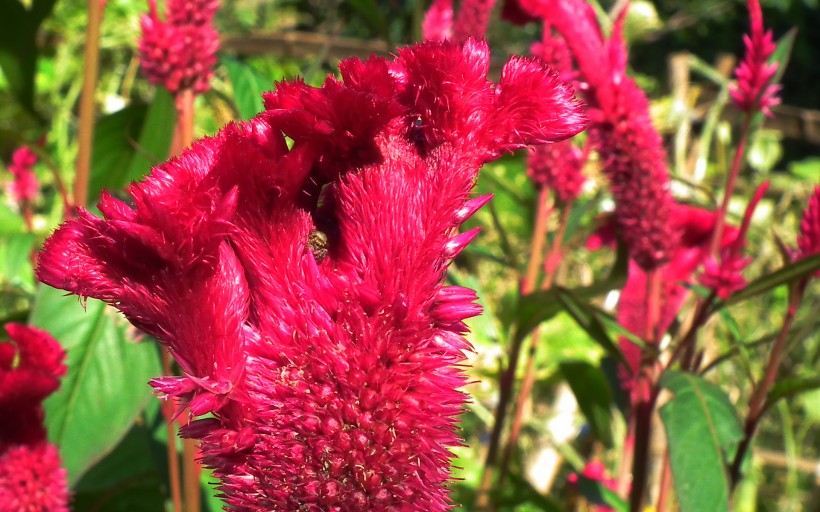 雞冠花花卉圖片