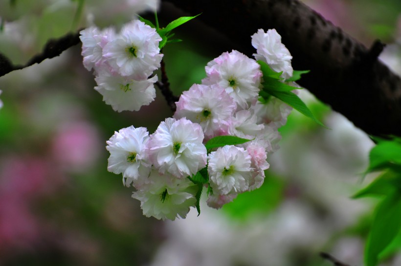 灿烂樱花图片