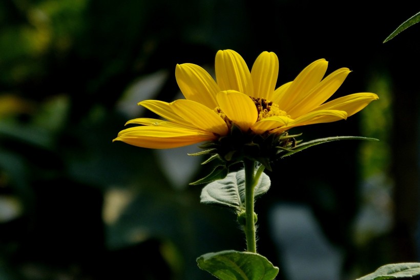 黄色菊芋图片