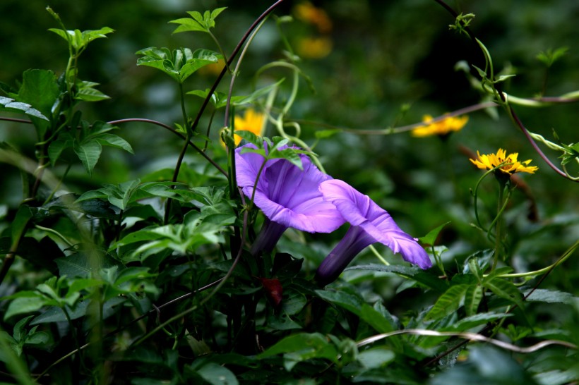 紫色牵牛花图片