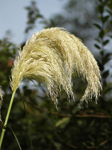 再發(fā)細葉芒草花