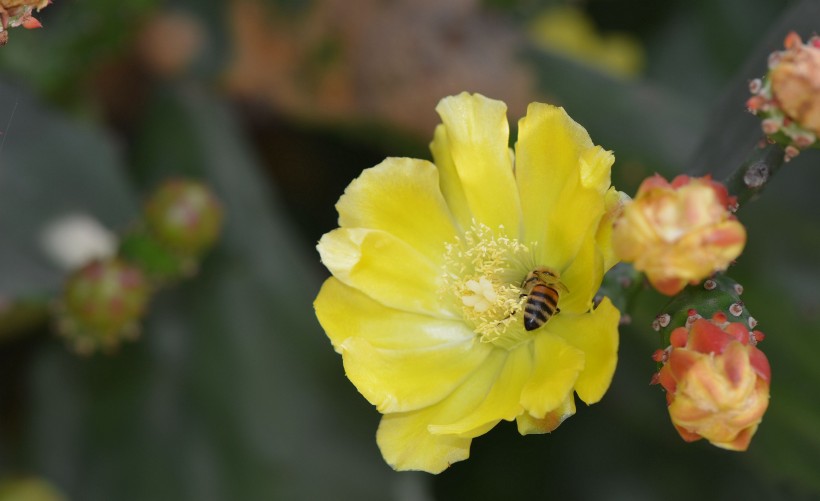 仙人掌花与蜜蜂图片