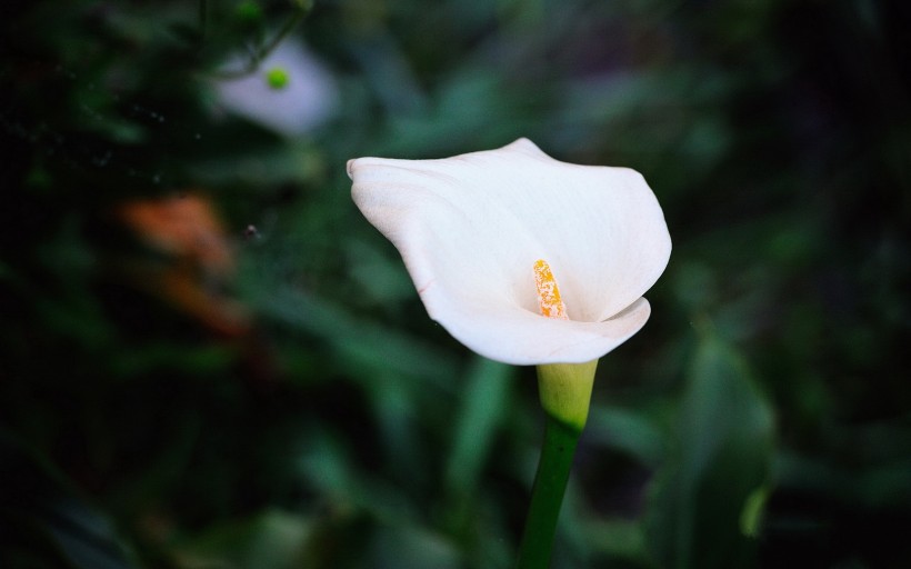 海芋花图片