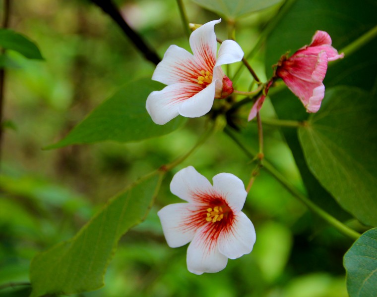 白色桐子花图片