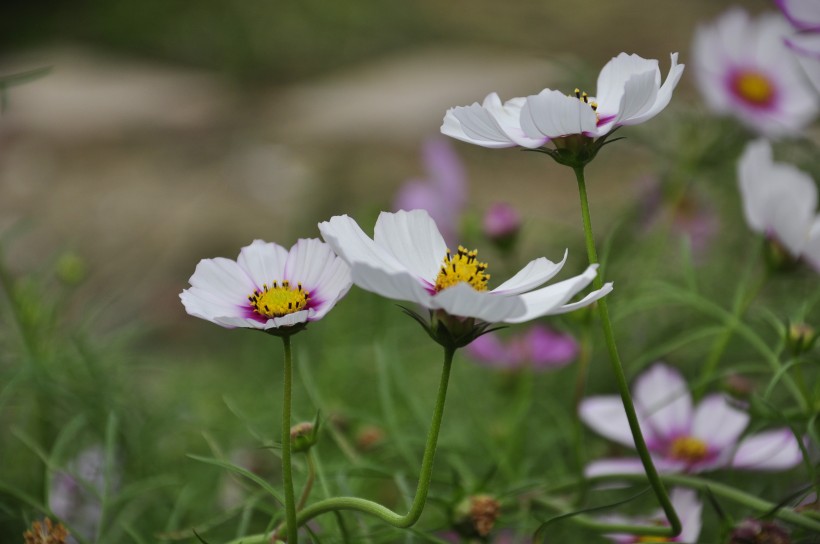 漂亮波斯菊图片