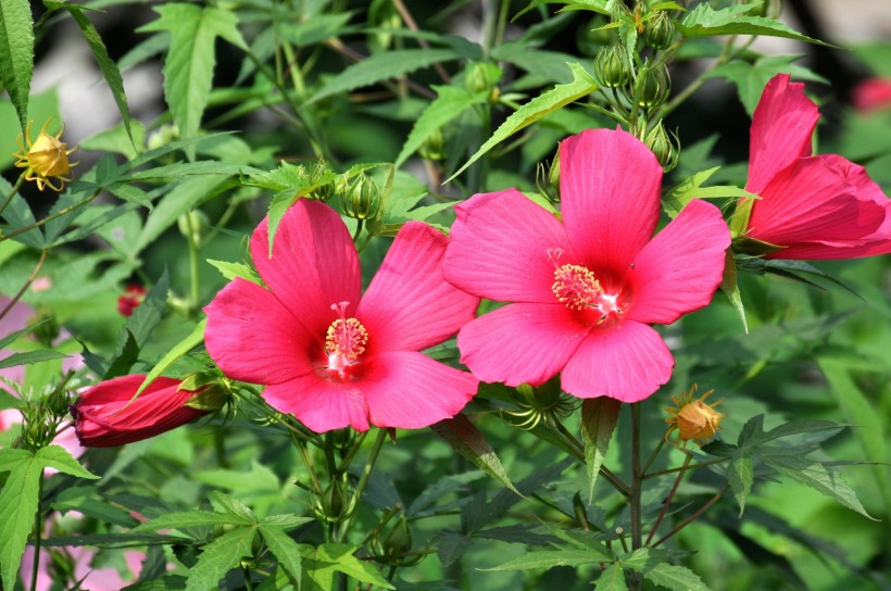 各種顏色草芙蓉圖片