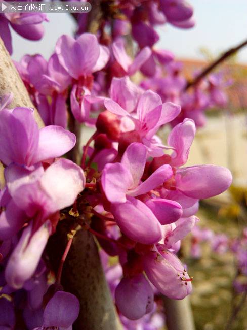 紫色丁香花圖片唯美背景素材