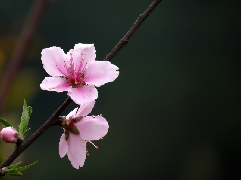 单瓣桃花图片