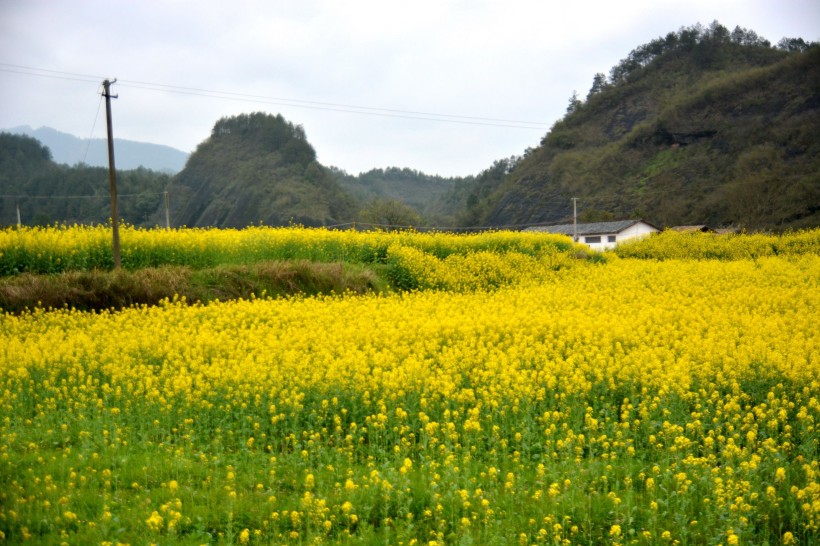 金黃色油菜花圖片