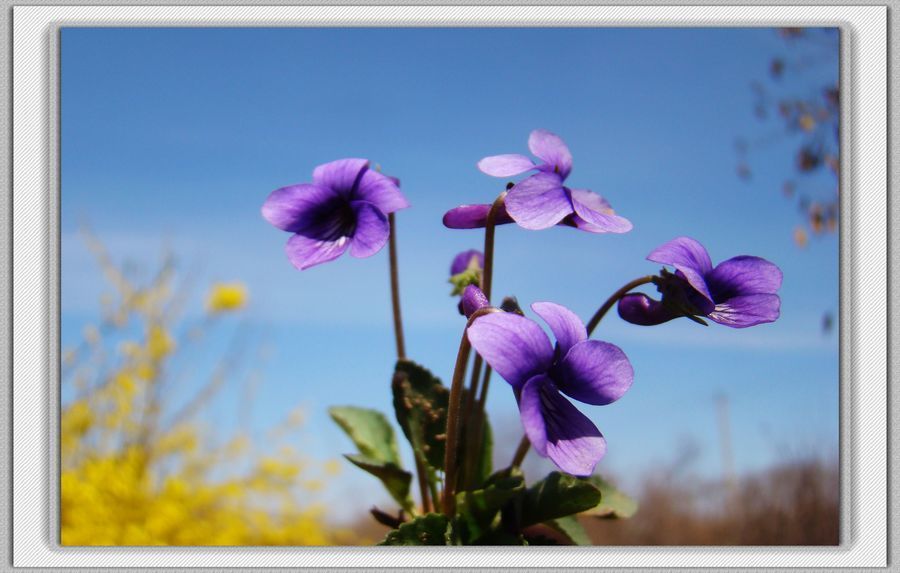 微拍紫地丁花