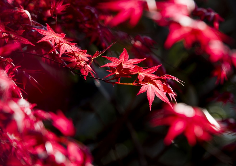 熱情如火的紅楓圖片