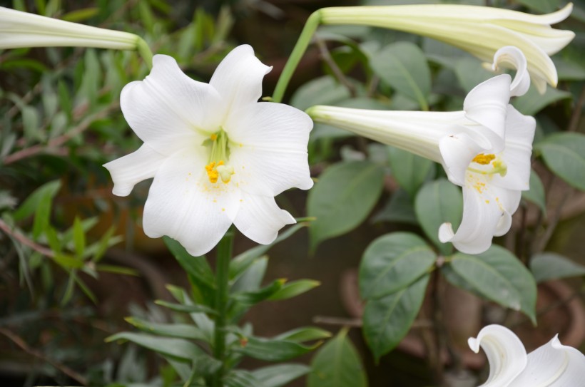 各种各样的百合花图片