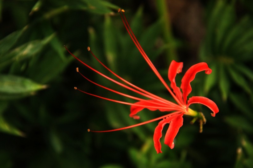 曼珠沙華彼岸花圖片