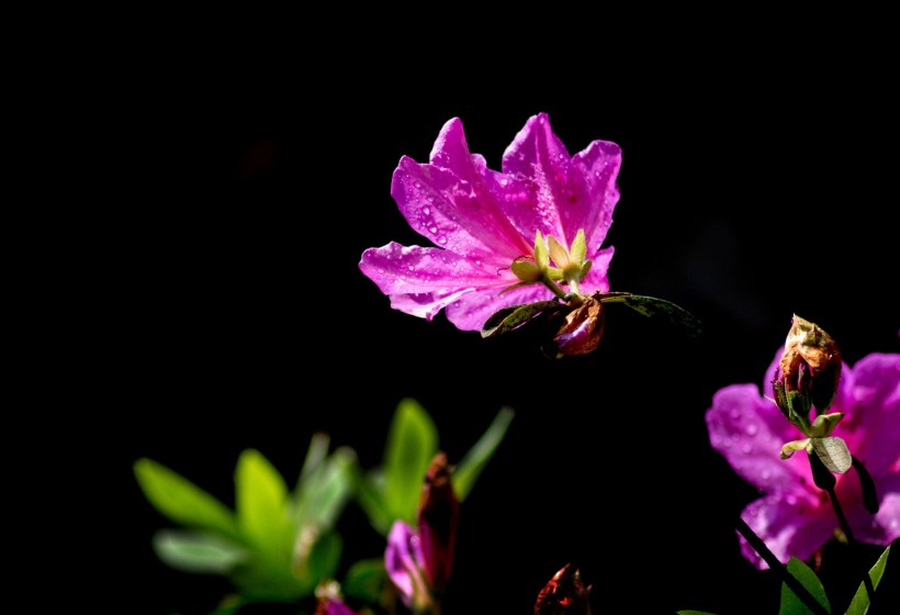 杜鵑花圖片