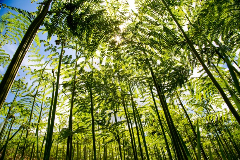 蕨類植物圖片