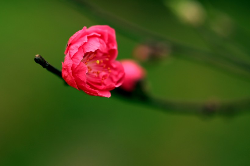 艷麗的桃花圖片