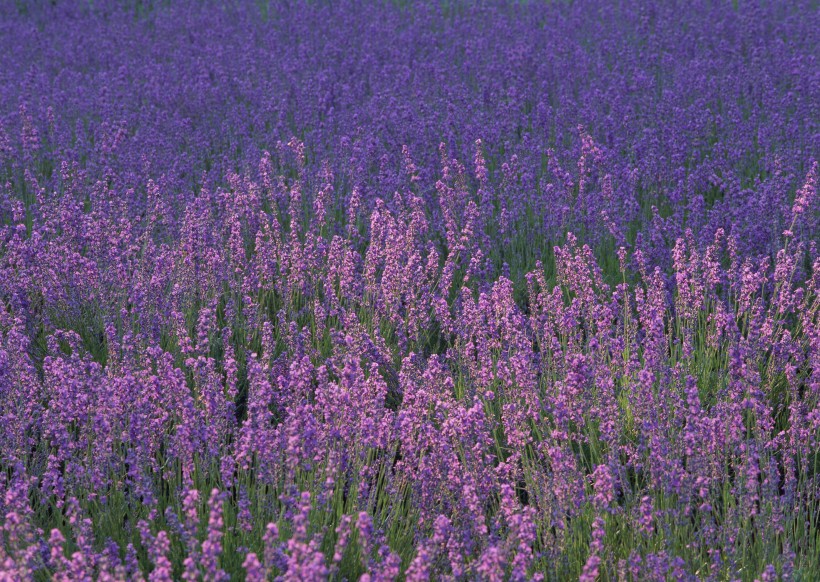 薰衣草花田圖片