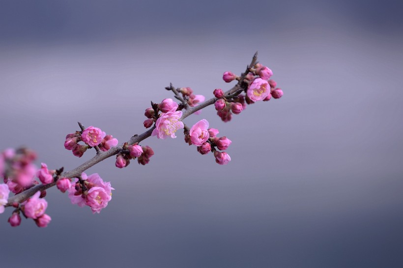 红色梅花图片