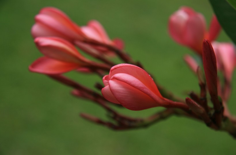 紅雞蛋花圖片