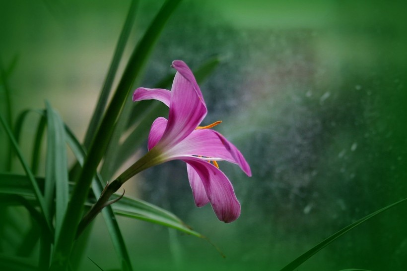 紫红色韭菜兰图片