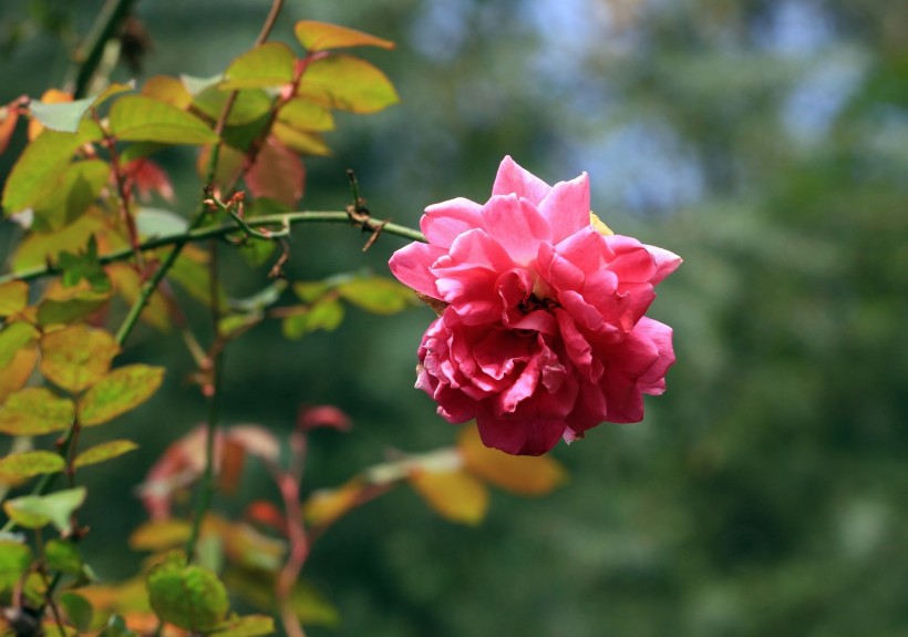 月季花圖片