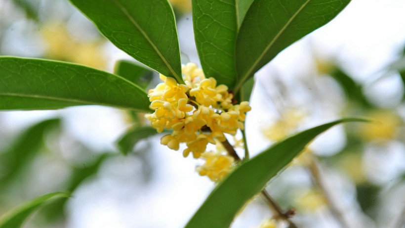 桂花花卉圖片