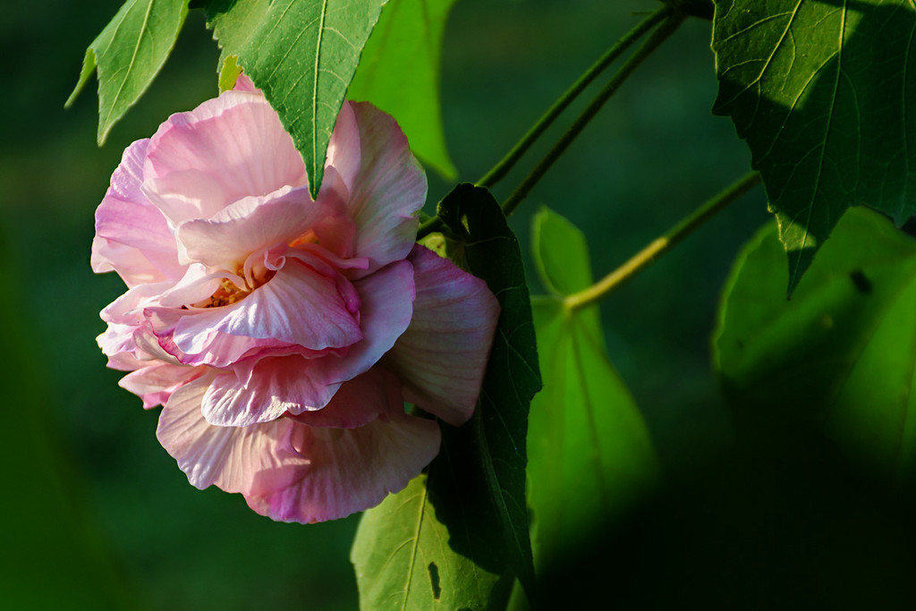 木槿花開慶國(guó)慶