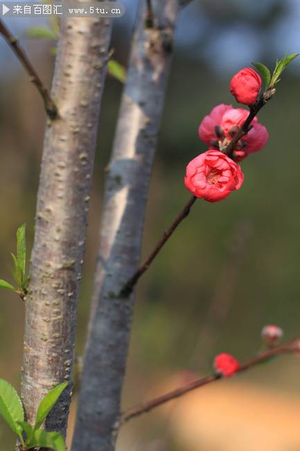 粉色桃花花蕾娇媚迷人