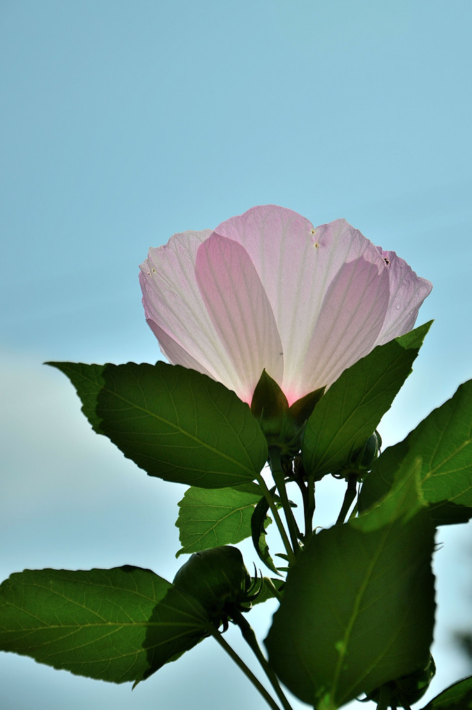 藍(lán)天下的木槿花