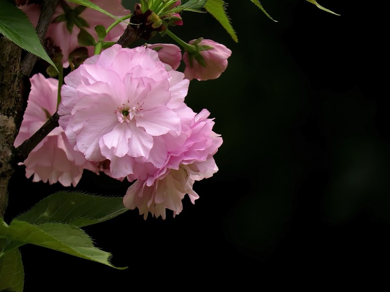 典雅芬芳的櫻花圖片