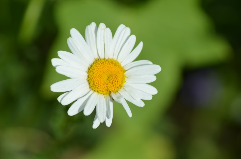 花丛中的花朵野花特写图片