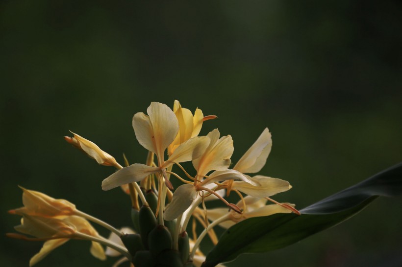 黃色姜花圖片