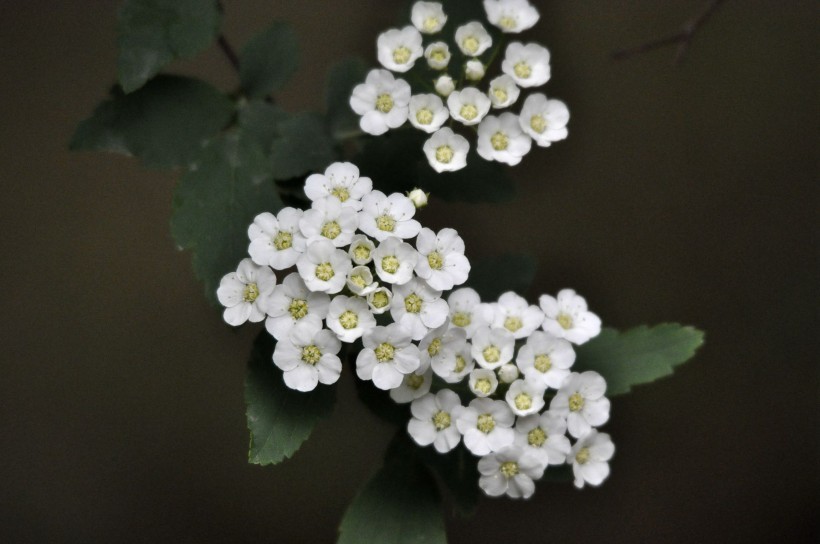 麻叶绣线菊花卉图片