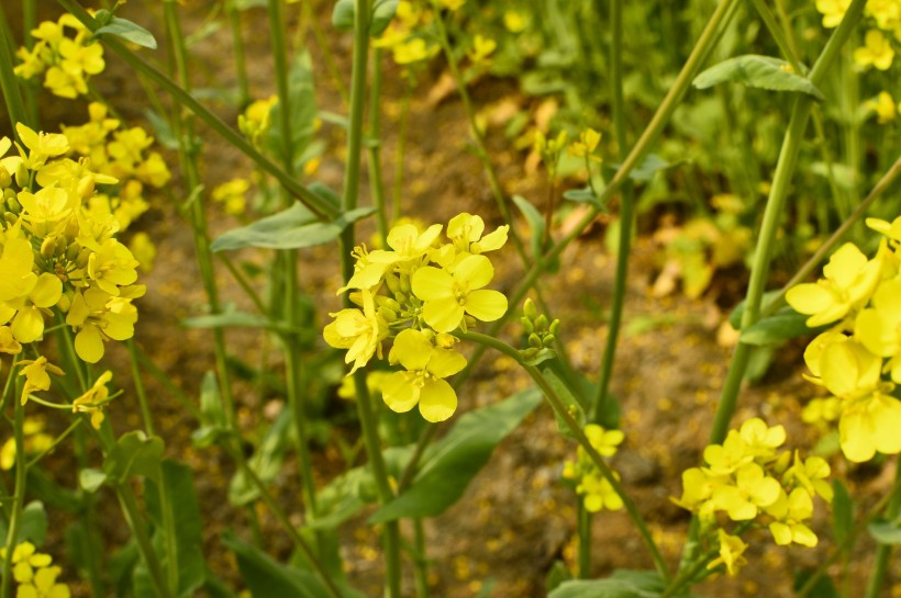 黃色油菜花圖片