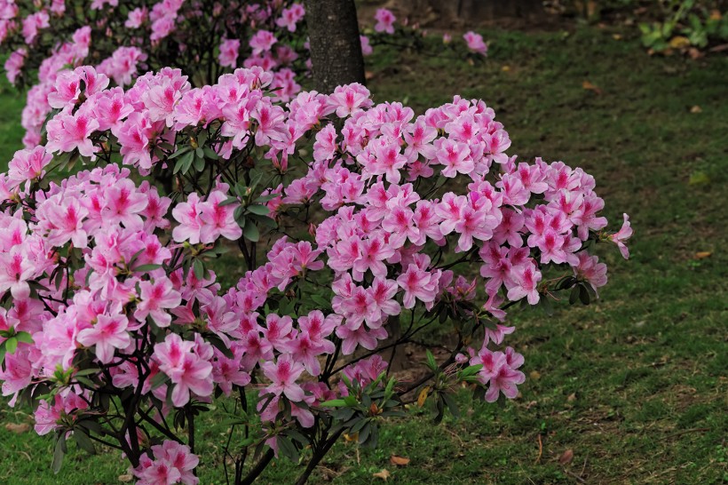 粉色和白色的杜鹃花图片