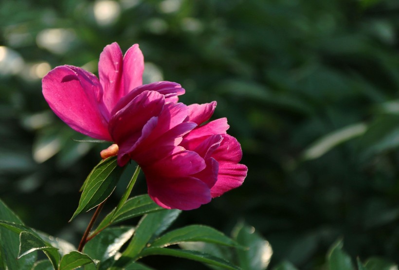 芍药花图片