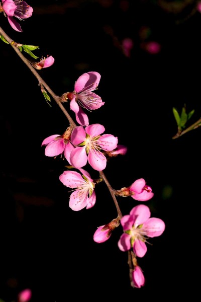 粉红色桃花图片