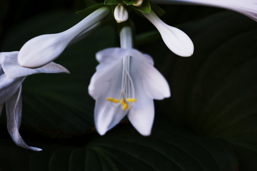 白色玉簪花圖片