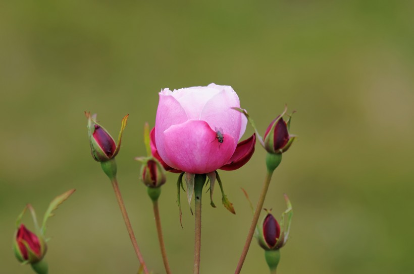 粉色月季花图片