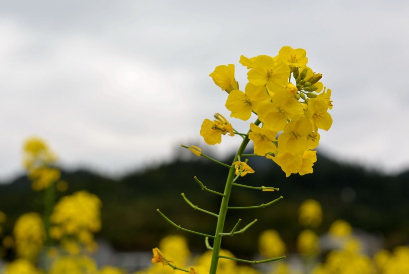 金黄色油菜花图片